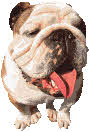 Bulldog. According to their kinds - Genesis and science.