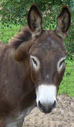 A donkey's head.