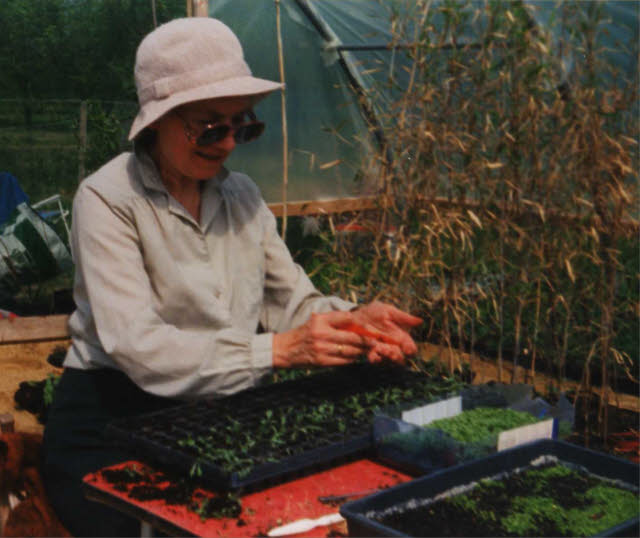 May 1994 Christine Reason pricking out seedlings in a polythene tunnel. 1993 to 1998 gathering storm clouds a real-life story.