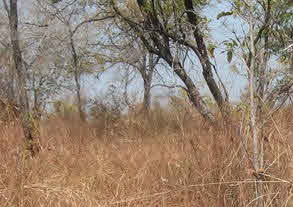 Trees and dead grass in Nyasaland.