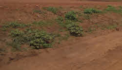 Dirt road on this Tanganyikan safari.