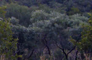 Bush-veld - typical sub-tropical woodland