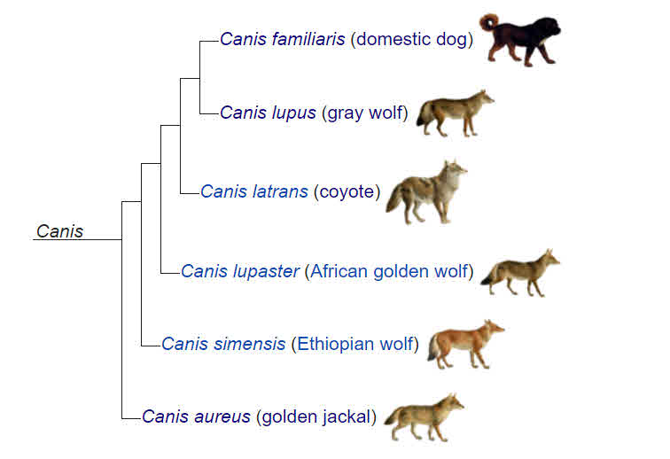 Canis family tree. Do different breeds of dogs prove evolution?