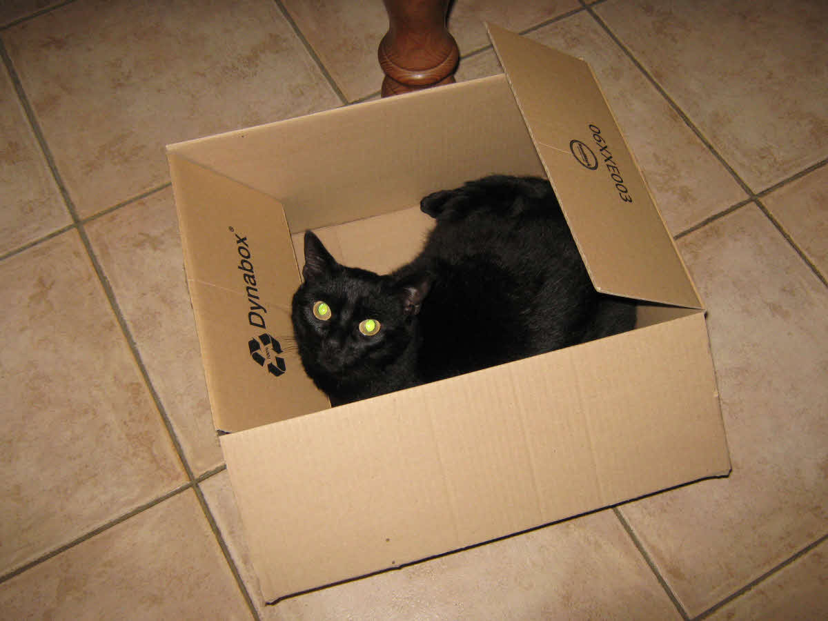 Cat in a cardboard box - safety, needing assurance. How do I know I am saved?