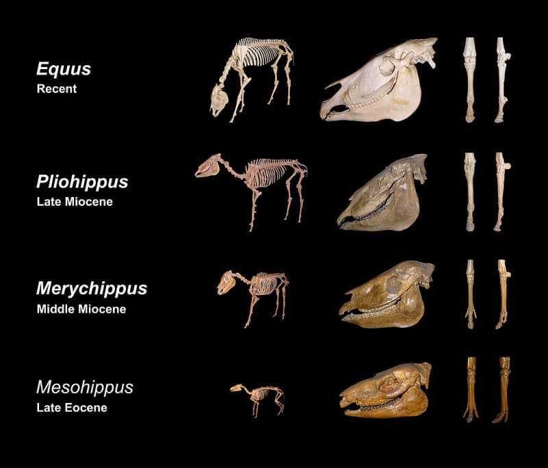 The evolution of the horse from Mesohippus to Equus. 
