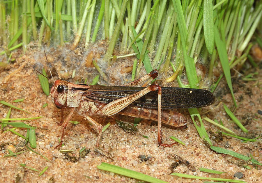 Migratory locust Locusta migratoria. Is there Bible error in describing certain insects?