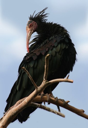 Northern bald ibis min