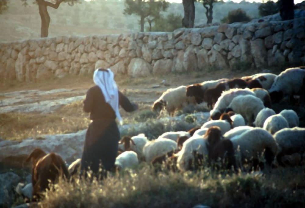 Shepherding in Shepherd's Fields, Bethlehem. Was Jesus born at Migdal-Eder, Bethlehem - the Tower of the Flock?