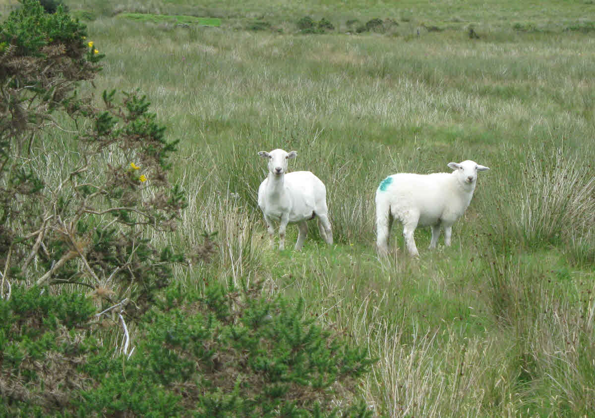 Two sheep in Welsh field.