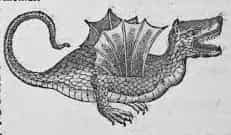 Drawing of winged dragon in Historia Animalium. Are dragons real creatures?