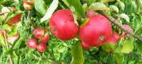 Good crop of rosy red apples.