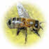 What is hard for evolution to explain? A honey bee's ability to create perfect cells, communication, etc.
