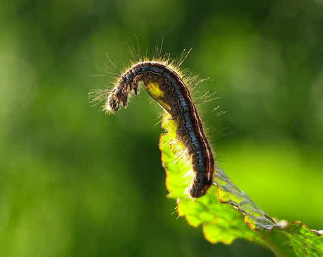 Caterpillar on a leaf. What is God like? Who is God in the Bible?