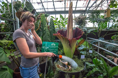 A lady smelling the putrid smelling Corpse flower. How to please God - a sweet smelling life.