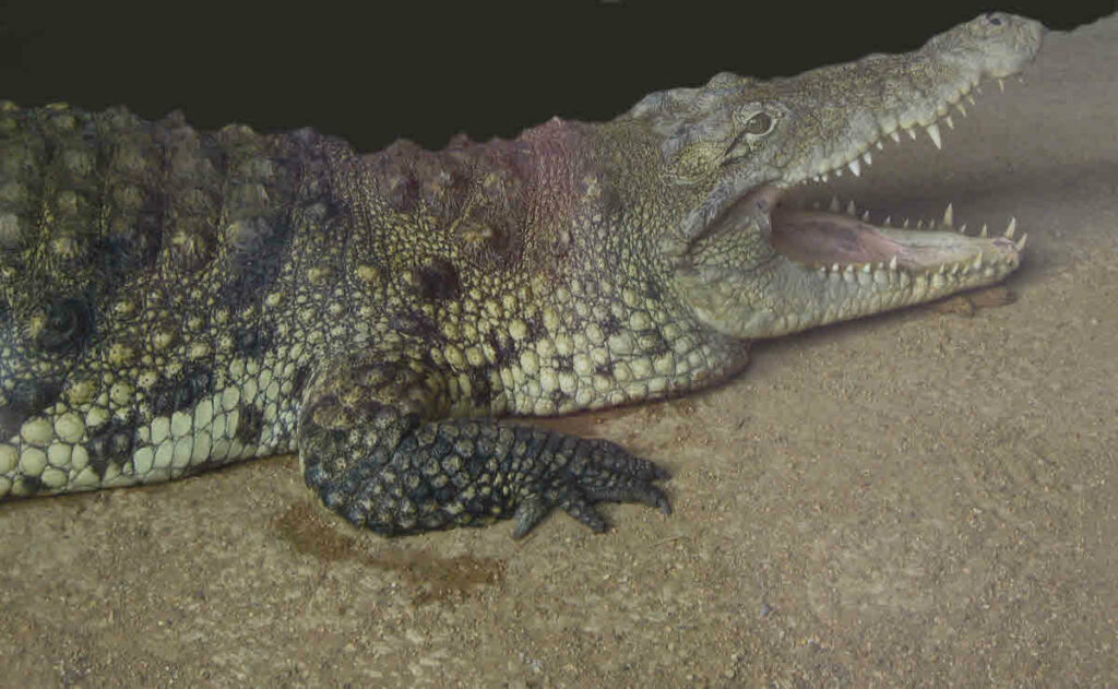 Crocodile with open jaws showing it's teeth. Is death a new beginning or darkness?