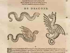 Pencil drawings of three dragons in Historia Animalium. Are dragons real creatures?