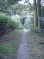 A footpath through the woods. Be better at making decisions.
