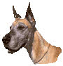 Great Dane dog. According to their kinds - Genesis and science.