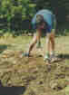 Hard work digging in the vegetable garden. Toil and tedium, and drudgery.