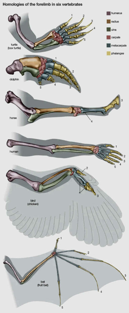 Homologies of vertebrate forelimbs. Proof of the evolution of the horse? What change is possible?