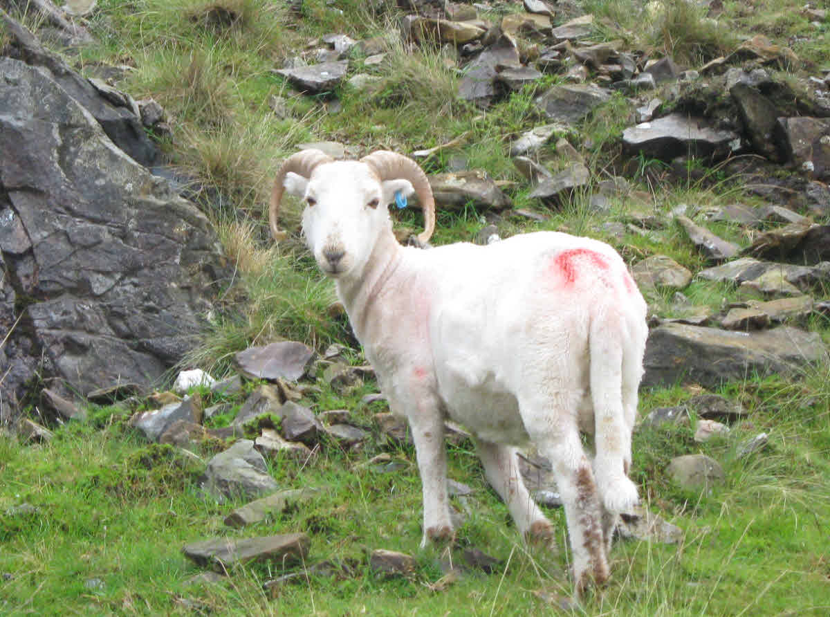 A horned sheep on rocky hillside.