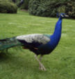 A beautiful peacock.
