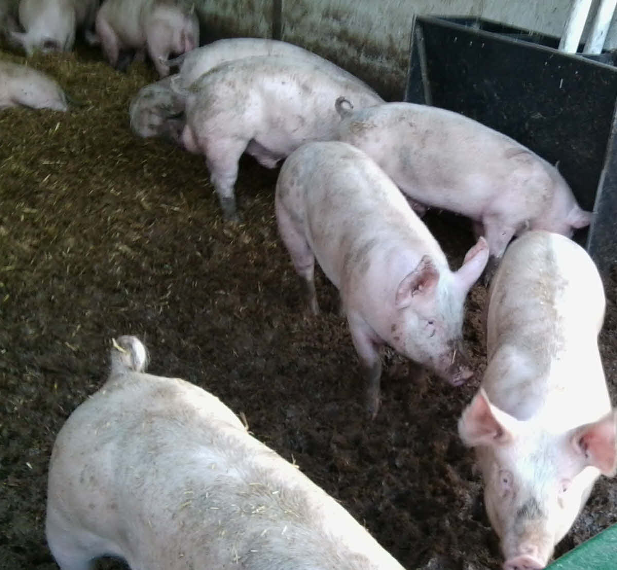 Really smelly pigs in a pen.
