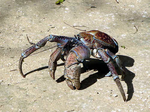 A Robber Crab on the sand.