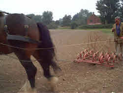 A Shire horse dragging tines across a field.