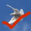 A white dove with a red tick to say yes to the Holy Spirit.