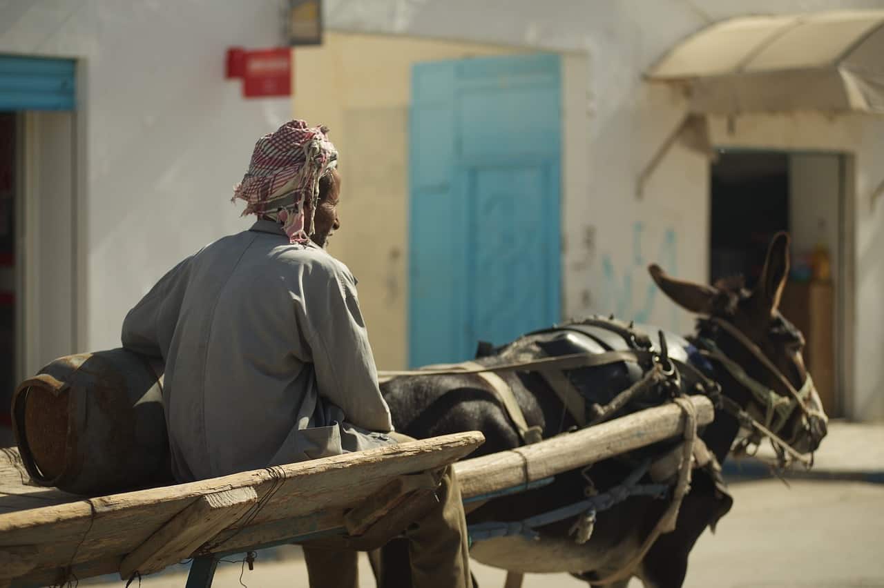 Donkey pulling a cart in Tunisia. Image by Olga Ozik from Pixabay