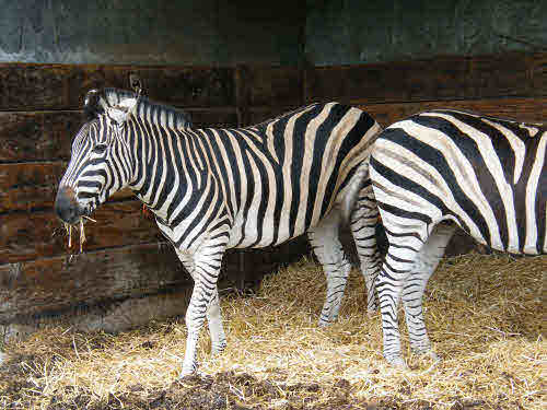 Two zebra.